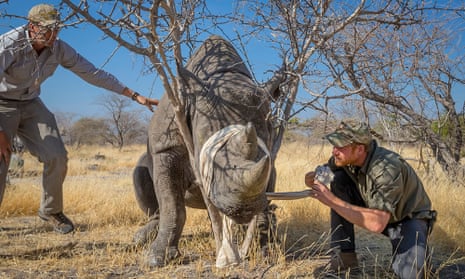 Prince Harry helping to fit a tracking device to a rhino in Botswana, 2016