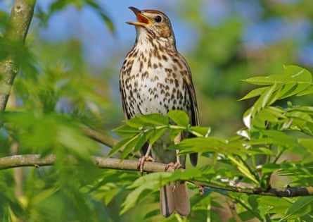 A Song Thrush [Turdus philomelos] perched on a small branch. Picture taken on the 15th of May 2018. Swindon, Wiltshire, England