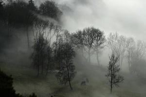 Horses graze in a foggy paddock near Leith Hill in Surrey