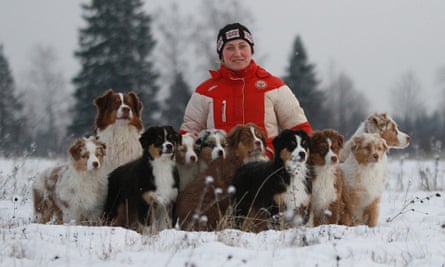 Australian shepherd Bradley, front right, in Russia
