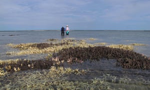 Dead coral in shallow waters at Cygnet Bay in Western Australia. The new evidence of harm to corals comes as the most widespread coral bleaching event in history is sweeping the world’s oceans.