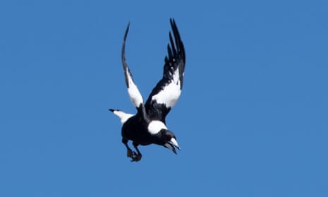 A magpie mid-air preparing to dive