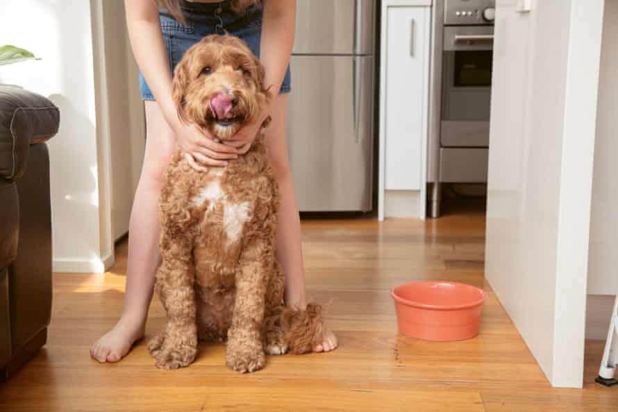 A large dog licks its nose in a kitchen.