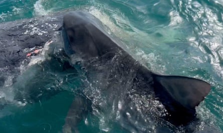 Shark biting whale carcass