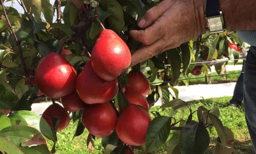 Bright red Piqa Boo pears: a good blend of taste and value.