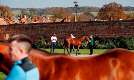 A horse is inspected by potential buyers before going to auction at the Tattersalls Sales in Newmarket.