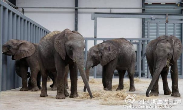 POLL: Should wild elephants be sold to Chinese zoos? 690