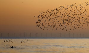 Uma pessoa nada no mar enquanto um murmúrio de estorninhos voa acima em Brighton, Reino Unido