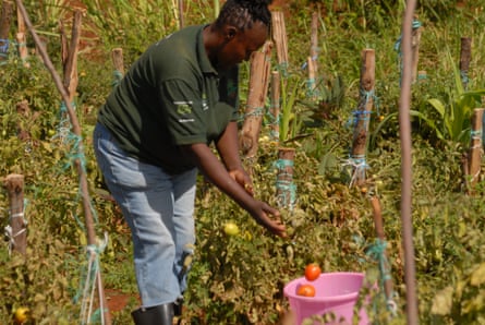 A woman in a market garden harvests tomatoes 