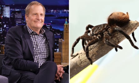 Actor Jeff Daniels and a large Tarantula spider.
