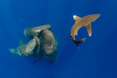 Group of sperm whales in battering ram formation approach the camera, as a shark swims off