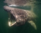 ‘Sharks are my film stars’: how the Jacques Cousteau of the North Sea finally unlocked its beauty