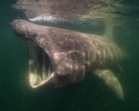 A basking shark in North Sea, Nature Untamed.