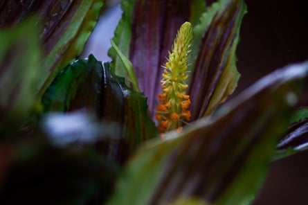 An orchid flower among leaves