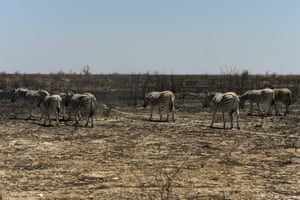 Zebras graze in a burnt field following the Etosha National Park wildfire, in the Kunene region, Namibia