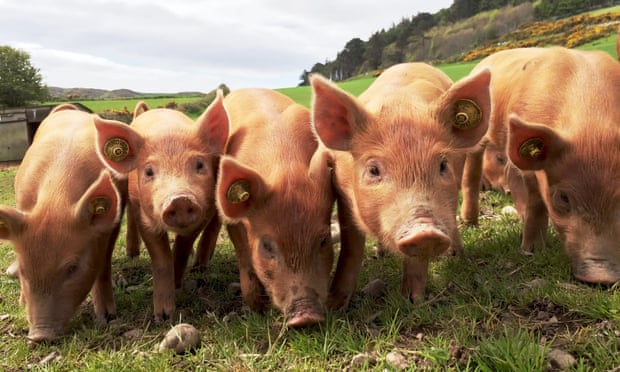 There are warnings that as many as 70,000 pigs are stranded on farms and some healthy animals may have to be culled