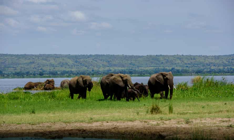 Des éléphants se rassemblent dans les zones humides de grande valeur écologique du parc national de Murchison Falls. 