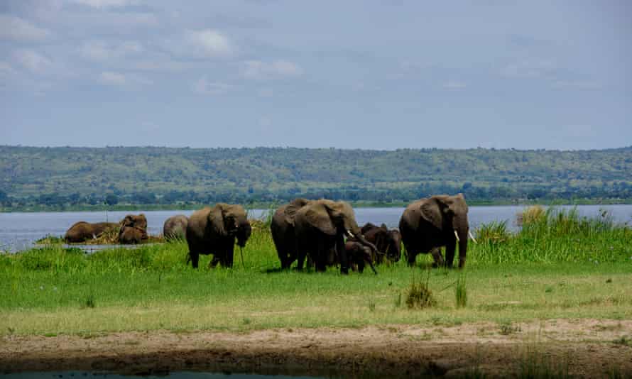 Elephants gather in the ecologically valuable wetlands of Murchison Falls national park
