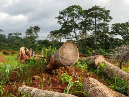 Evidence of deforestation in Mont Tia forest reserve, Ivory Coast.