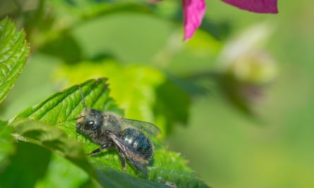 A blue orchard bee on a leaf