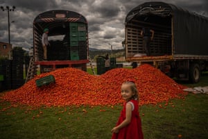 A child observes farmers preparing baskets of tomatoes for La Tomatina