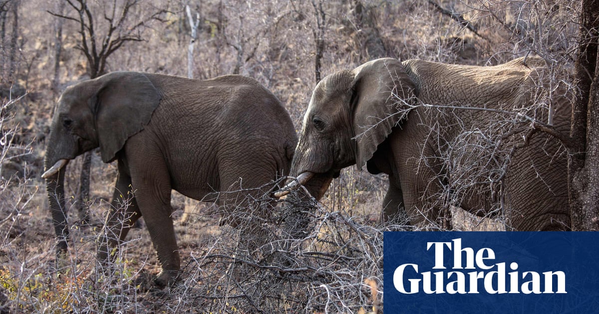 Africa's elephant poaching is in decline, analysis suggests