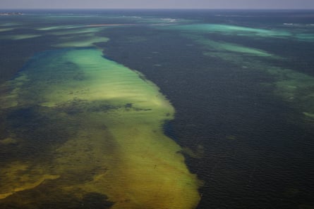 An aerial view from the Armada Navy of Mexico, of the affectations caused by the sargassum in the beaches of the state of Quintana Roo, Mexico, 17 July 2019