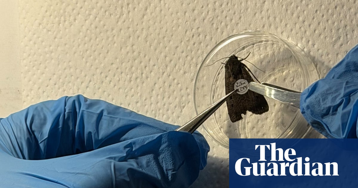 Scientists to track 10,000 moths across Australia, using little more than eyelash glue and confetti-like tags