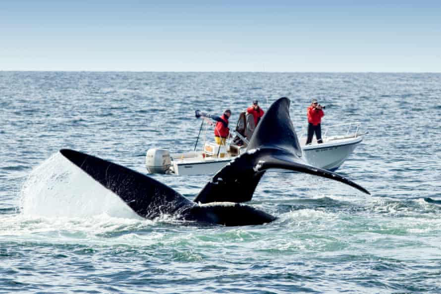 North Atlantic Right Whales, off Grand Manan Island, Bay of Fundy, New Brunswick, Canada.