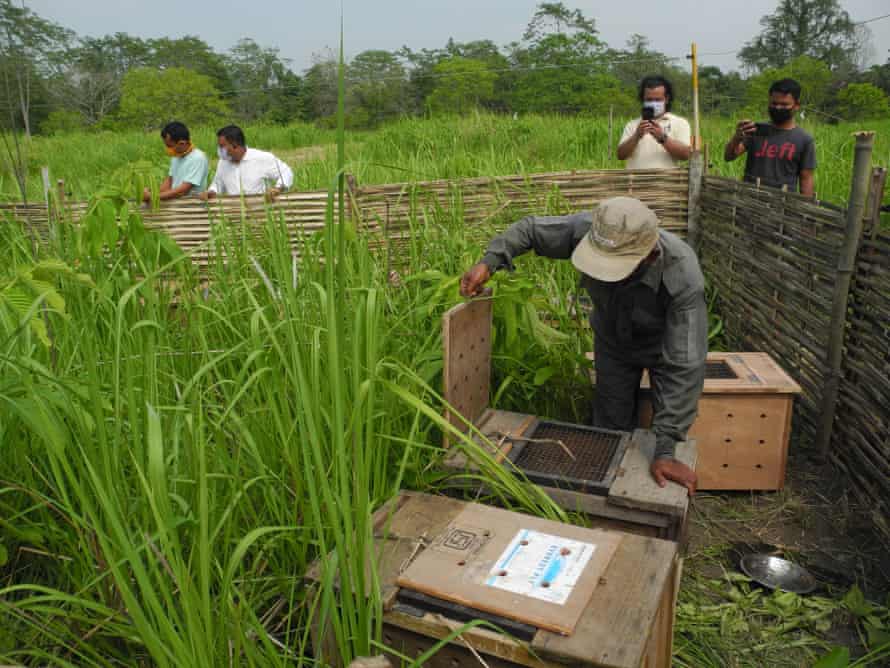 Pygmy hog transport crates placed in the release site at Manas.