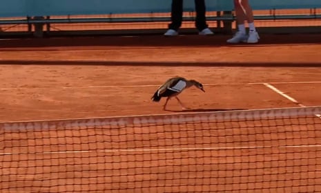 Goose refuses to leave court after interrupting play during Madrid Open match – video