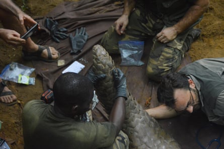 Wildlife researchers with Ghost, after the pangolin was captured in Lopé-Okanda national park, central Gabon. 