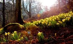Wordsworth wrote his most famous poem ‘The Daffodils’ after seeing the flowers at Ullswater