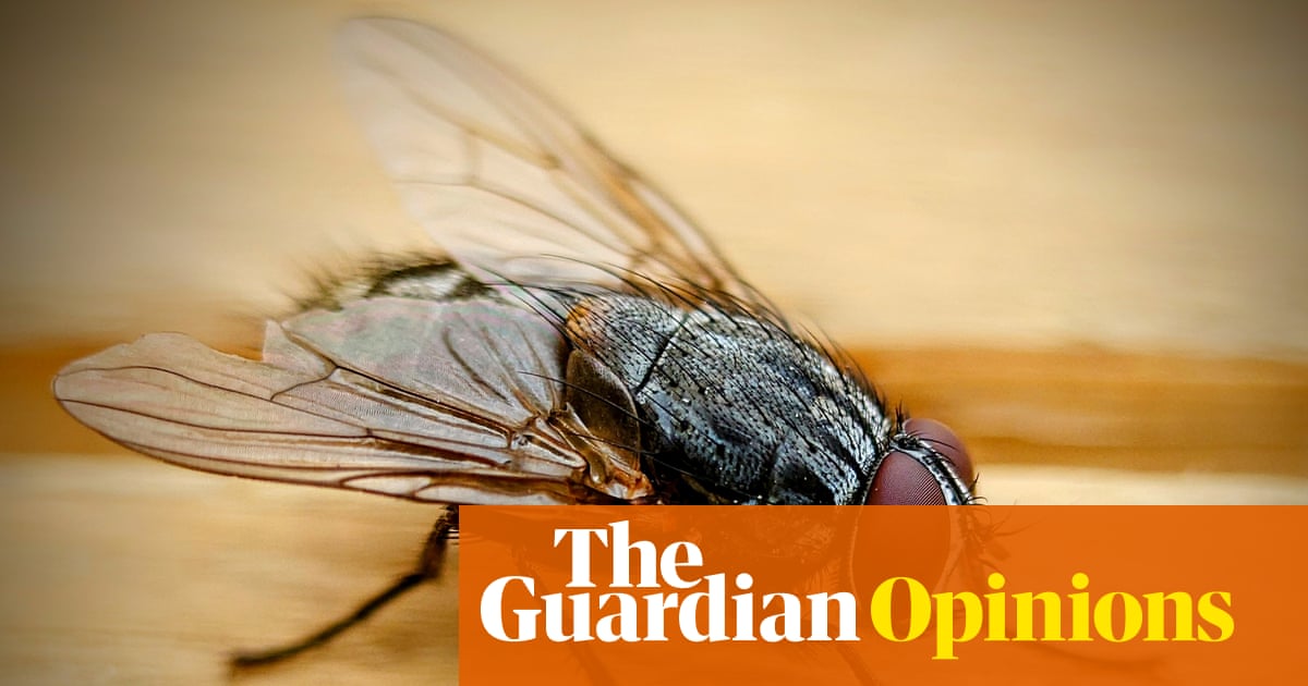 I’ve always hated houseflies – but maybe I misjudged the little sods