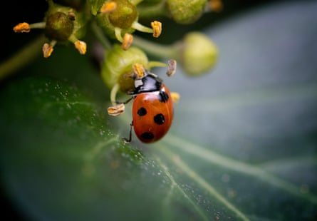 A ladybird feeding on ivy