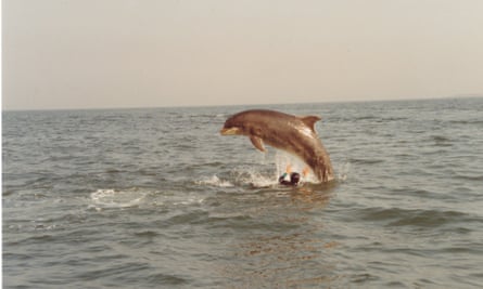 ‘As Freddie swam into the harbour, it was like he brought in a rainbow’ … a diver swims with Freddie near Amble in 1991.