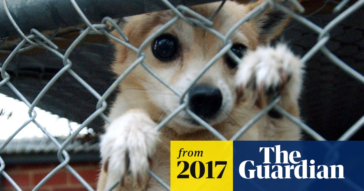 Peta Says Sorry For Taking Girl S Pet Chihuahua And Putting It Down Peta The Guardian