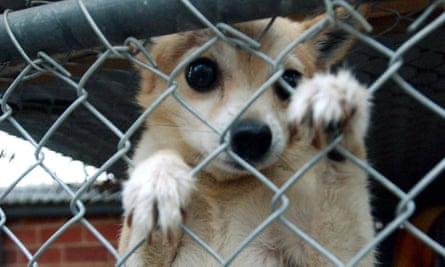 Peta Says Sorry For Taking Girl S Pet Chihuahua And Putting It Down Peta The Guardian