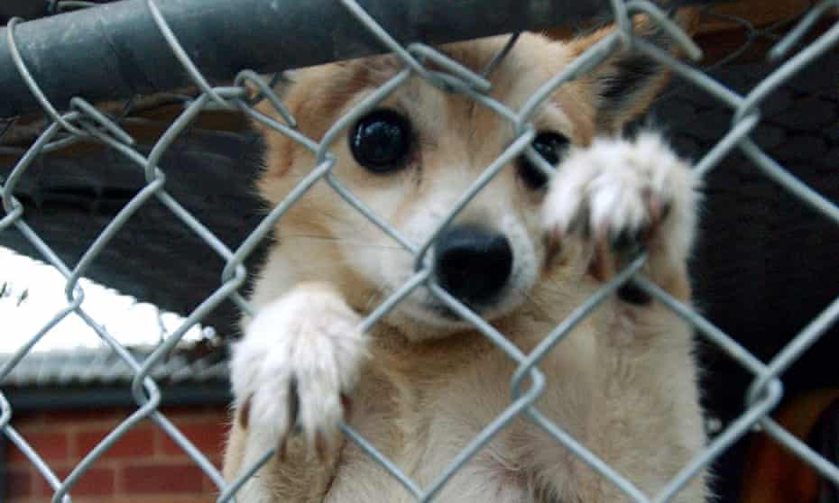 a chihuahua behind a fence