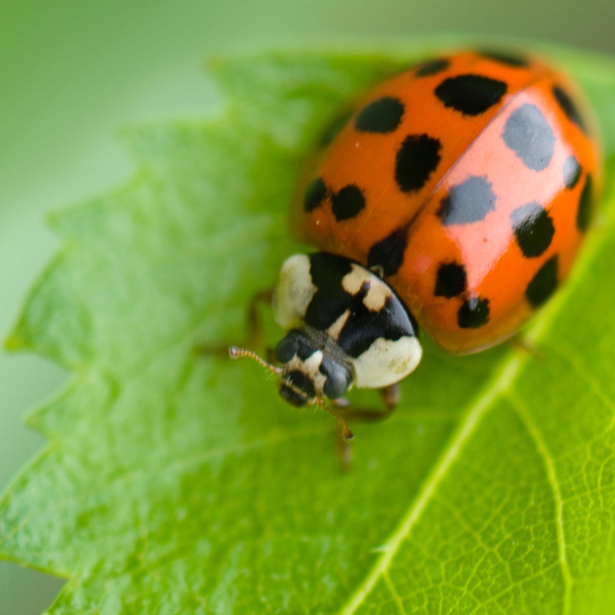 Invasion Of The Ladybirds Why Are These Sti Infected Insects