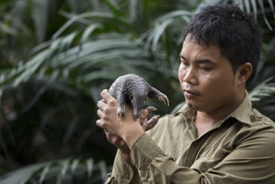 Thai Van Nguyen with a Sunda pangolin at Cuc Phuong National Park, Vietnam.