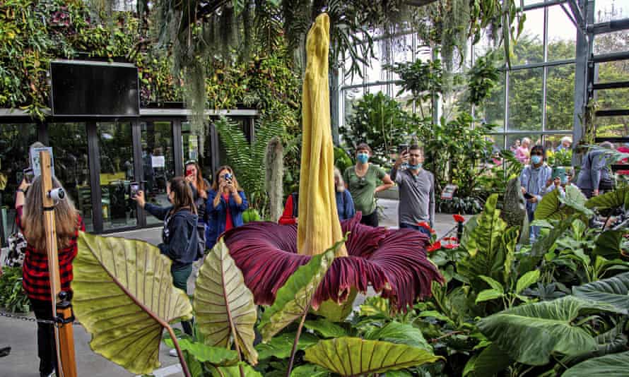 People get   a look   astatine  the uncommon  Amorphophallus titanum, amended  known arsenic  the corpse plant, astatine  the San Diego Botanic Gardens successful  Encinitas, Calif., connected  Monday, Nov. 1, 2021. The bloom of a elephantine  stinky Sumatran angiosperm  has drawn crowds to a Southern California garden. The bloom of the works  began Sunday day  and by Monday greeting  timed-entry tickets had sold out, The San Diego Union-Tribune reported.(Jarrod Valliere/The San Diego Union-Tribune via AP)