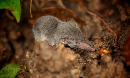 An Etruscan shrew on a forest floor