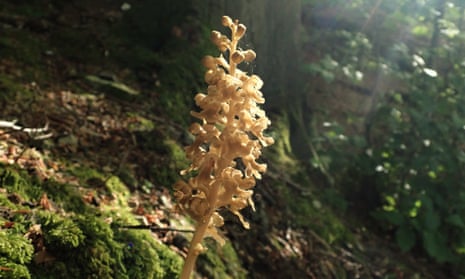 Bird's nest orchid in Great Shacklow Wood, Derbyshire
