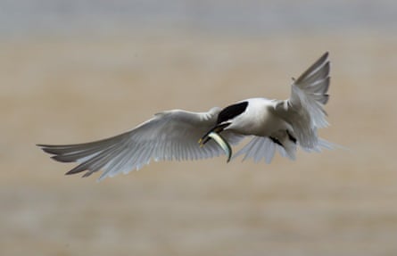 A sandwich tern in flight with an eel in its mouth