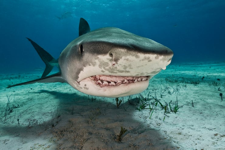 Is there such a thing as a ‘problem shark’? Plan to catch repeat biters divides scientists Is there such a thing as a ‘problem shark’? Plan to catch repeat biters divides scientists