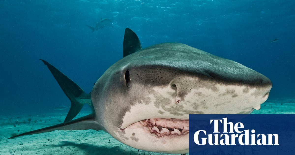 Is there such a thing as a ‘problem shark’? Plan to catch repeat biters divides scientists