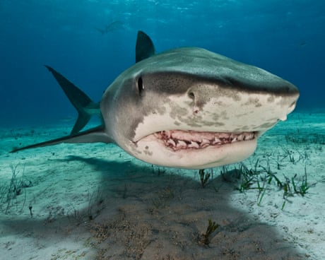 A tiger shark just above the ocean floor