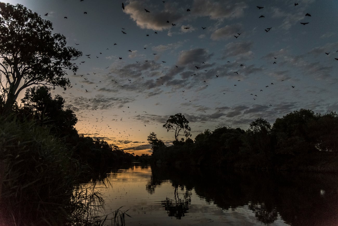 The nightly spectacle of grey-headed flying foxes departing their Bairnsdale camp to fly up the Mitchell River to feed.