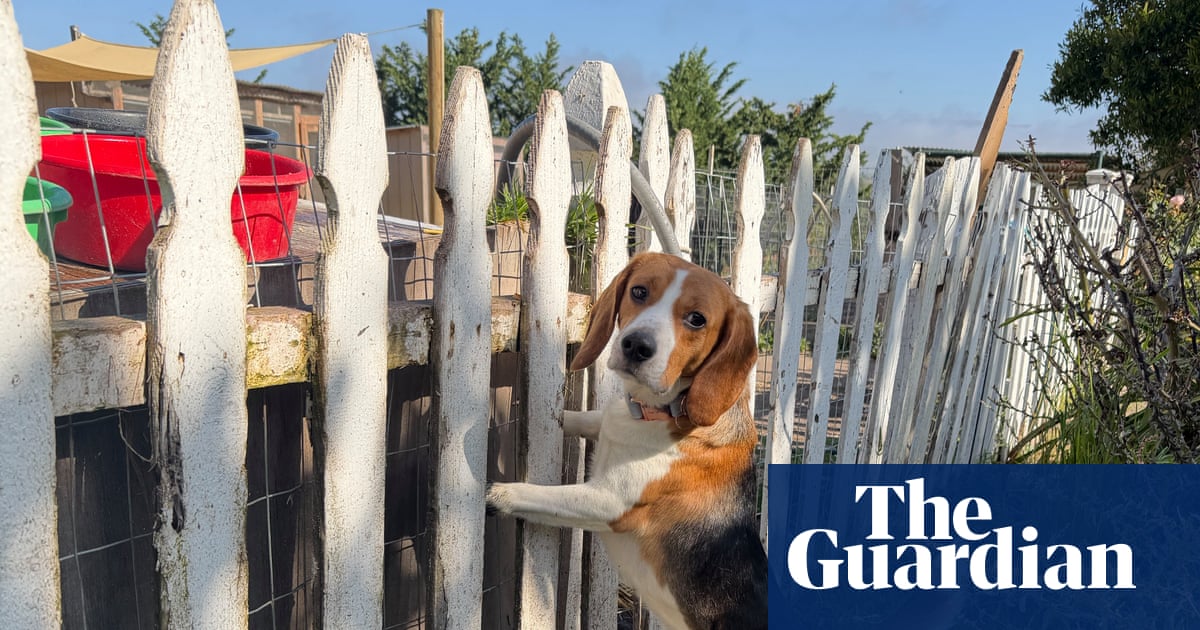 ‘It shatters my heart’: the fosters taking care of stressed former lab beagles